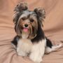 Photo of FancyFur Mobile Dog Grooming