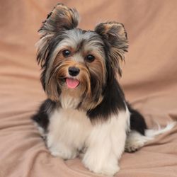 FancyFur Mobile Dog Grooming - Papi
