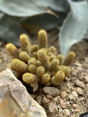 San Antonio Botanical Garden by null