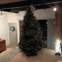 Dan's Christmas Trees - She's a 12 footer.