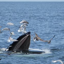 Beth Ann Charters - During this Whale Watching tour, the seagulls were trying to steal this whale's meal!