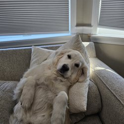 Goldenridge Kennels Of Maine