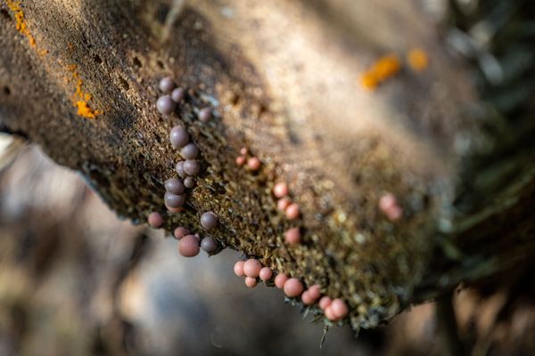 Coastal Maine Botanical Gardens by null