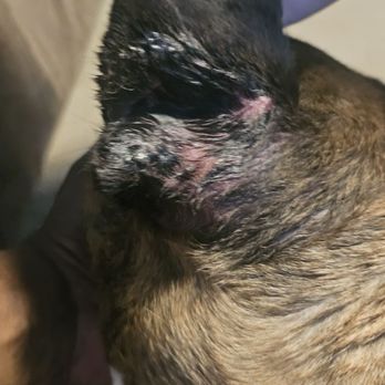 Bark Lodge - Dog's ear when he first got home, 5 days after he got bit. - Pet Sitting Near Me - Kernersville, North Carolina Bark Lodge - Dog's ear when he first got home, 5 days after he got bit. - Pet Sitting Near Me - Kernersville, North Carolina