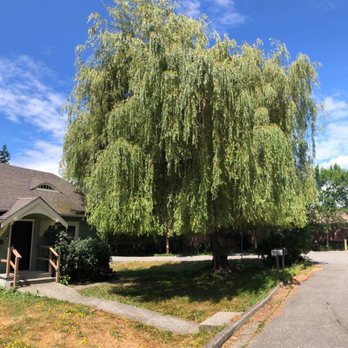 North Valley Tree Care - After - Tree Services Near Me North Valley Tree Care - After - Tree Services Near Me