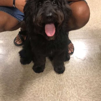 PetSmart - Sophie after getting groomed! - Pet Stores Near Me - Alexandria, Virginia