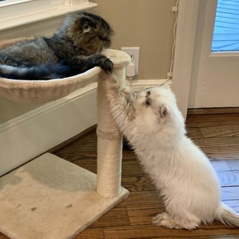 Midtown Veterinary Practice - 'Bear' and Beau the Pirate, our rambunctious Persian boys. - Veterinarians Near Me - Huntsville, Alabama Midtown Veterinary Practice - 'Bear' and Beau the Pirate, our rambunctious Persian boys. - Veterinarians Near Me - Huntsville, Alabama