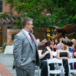Wing Blade Falconry