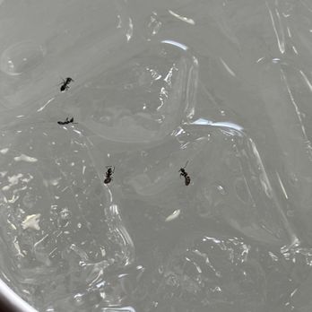 El Guadalajara - Drink was filled with ants!!! - Mexican Near Me - Shelton, Washington El Guadalajara - Drink was filled with ants!!! - Mexican Near Me - Shelton, Washington