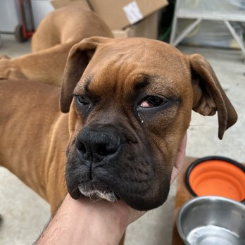 911 VetMed - My dogs swollen eye before the vet arrived - Veterinarians Near Me - Santa Monica, California 911 VetMed - My dogs swollen eye before the vet arrived - Veterinarians Near Me - Santa Monica, California