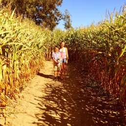 Corn maze Corn maze
