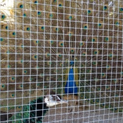 Sonoma Mission Gardens - Male peacock courting his lady friend! The sound of his feathers shaking was quite powerful!