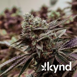Ayr Wellness Medical Marijuana Dispensary Montgomeryville