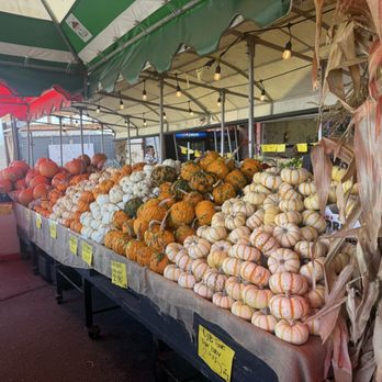Grocery Outlet - Gourds and pumpkins! It's that time of year! - Grocery Near Me - Prunedale, California Grocery Outlet - Gourds and pumpkins! It's that time of year! - Grocery Near Me - Prunedale, California