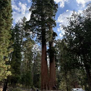 Grant Grove - Hiking Near Me - Badger, California Grant Grove - Hiking Near Me - Badger, California