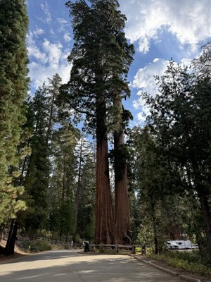 General Grant Tree by null