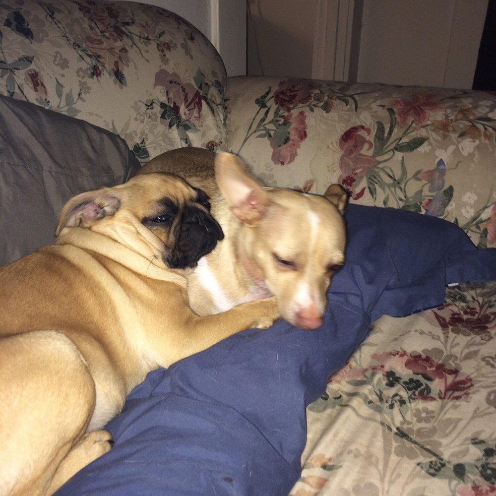 La Plaza Veterinary Clinic - Shug 2 years old & Junior, our only boy, 4 years old. " The Brownies " - Veterinarians Near Me - Cotati, California La Plaza Veterinary Clinic - Shug 2 years old & Junior, our only boy, 4 years old. " The Brownies " - Veterinarians Near Me - Cotati, California