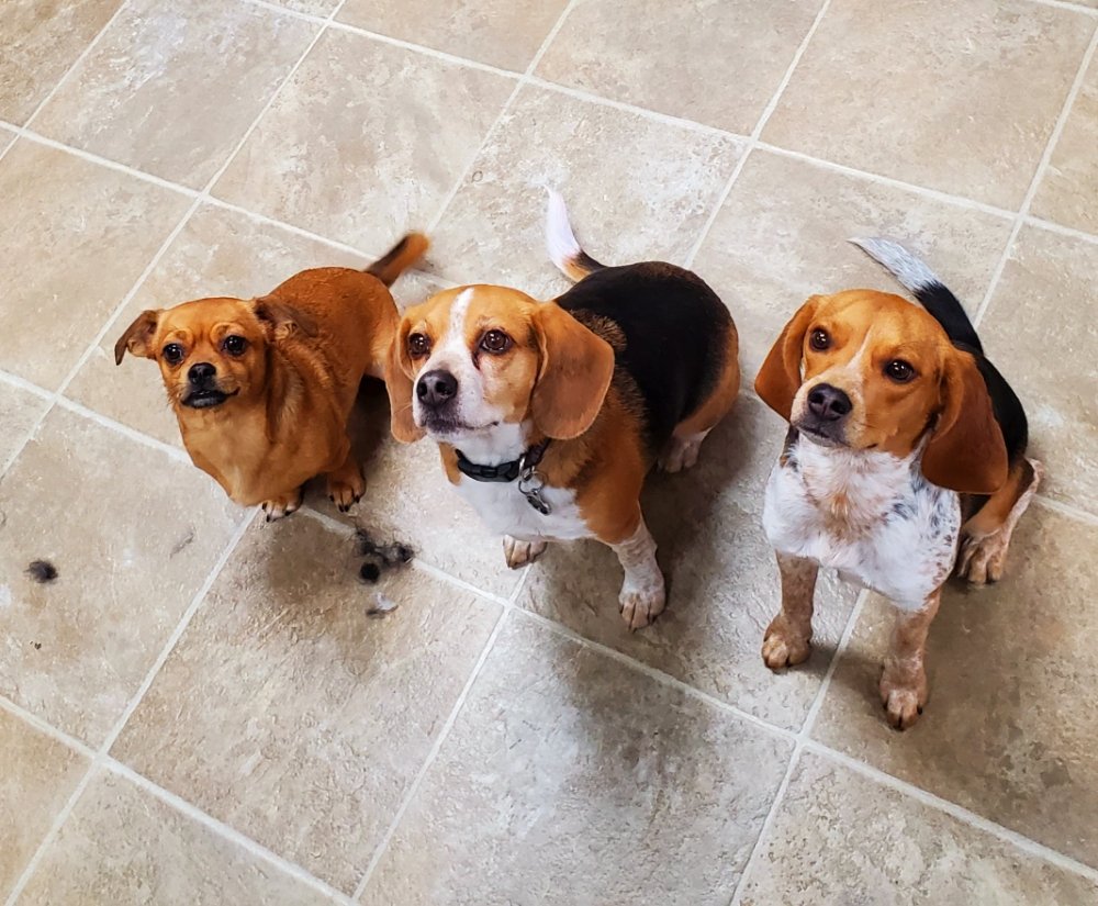 THE DAPPER DOG Updated September 2024 15 Photos 4211 S 33rd St