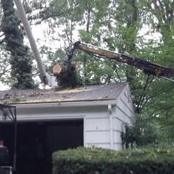 Vandervort Tree Service - Tree Clean Up