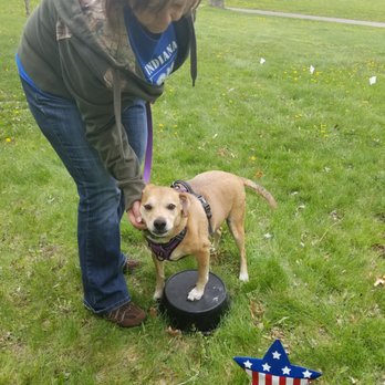 Get Real Dog Training - Touch pads are useful tools that help your dog learn a variety of advanced obedience commands and tricks. - Pet Training Near Me Get Real Dog Training - Touch pads are useful tools that help your dog learn a variety of advanced obedience commands and tricks. - Pet Training Near Me