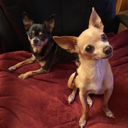 Route 66 Veterinary Emergency & Critical Care Center - Black dog      Tan dog  Pequeña        Speedy