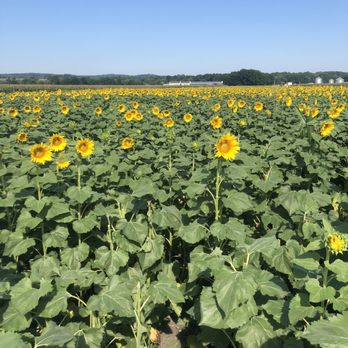 Sunflower Valley Farm - Farms Near Me - New Hampton, New York Sunflower Valley Farm - Farms Near Me - New Hampton, New York