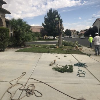 The Tree Pros - Tree to be removed - Tree Services Near Me - Hesperia, California The Tree Pros - Tree to be removed - Tree Services Near Me - Hesperia, California