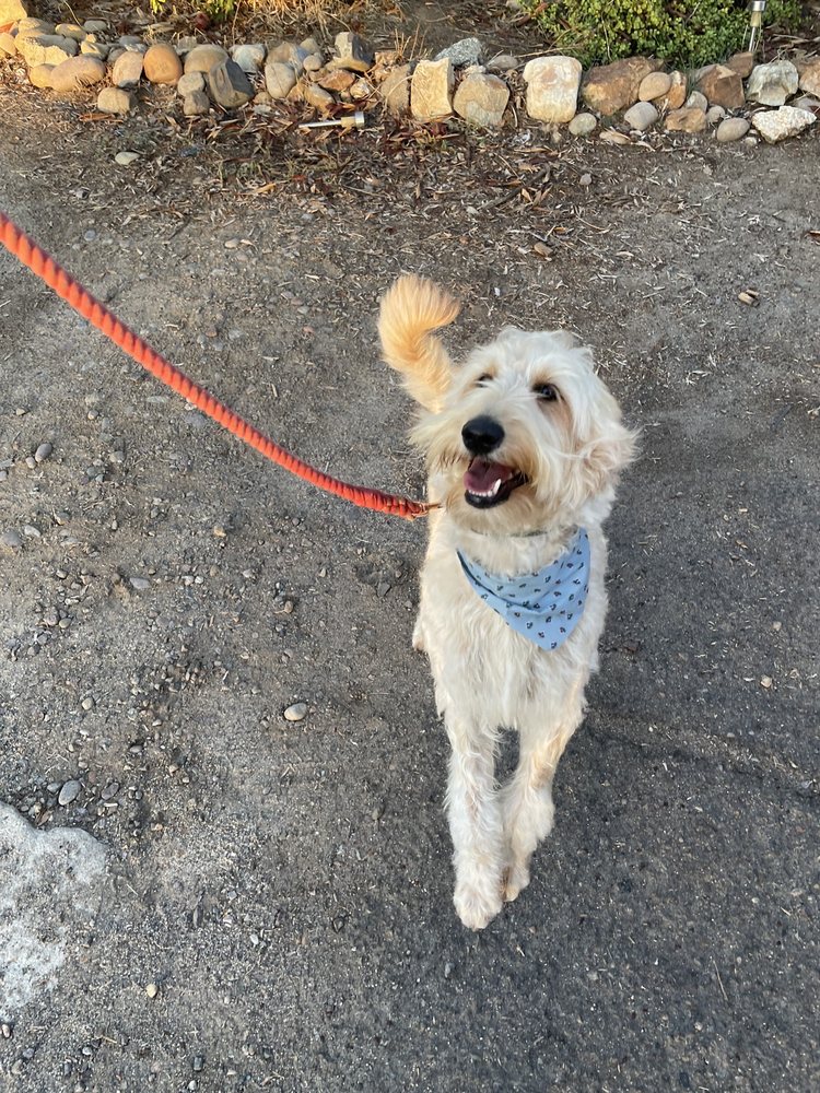 PHOENIX PET CENTER Updated September 2024 22 Photos & 17 Reviews