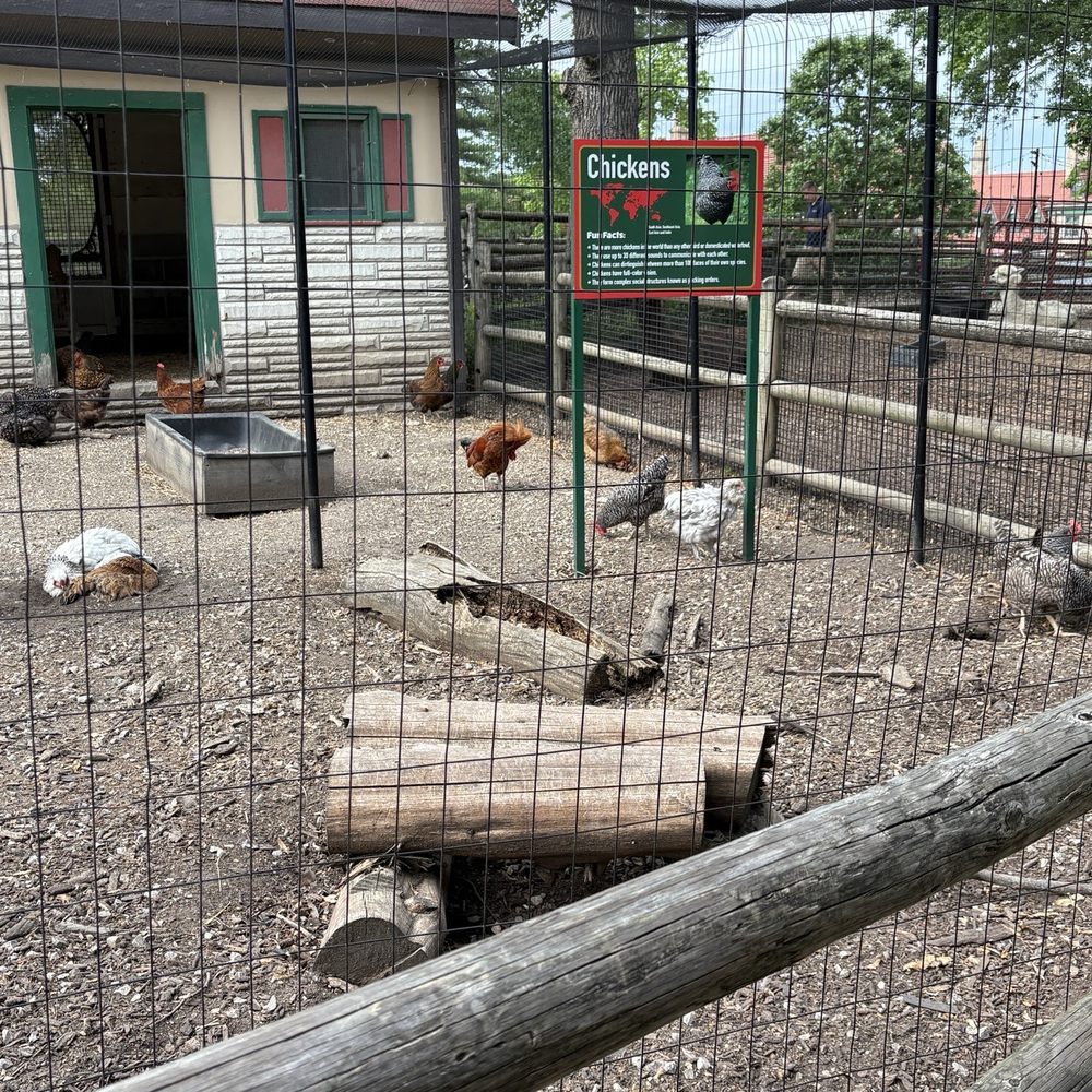 Grant's Farm - Chickens - Attraction Farms Near Me - St. Louis, Missouri