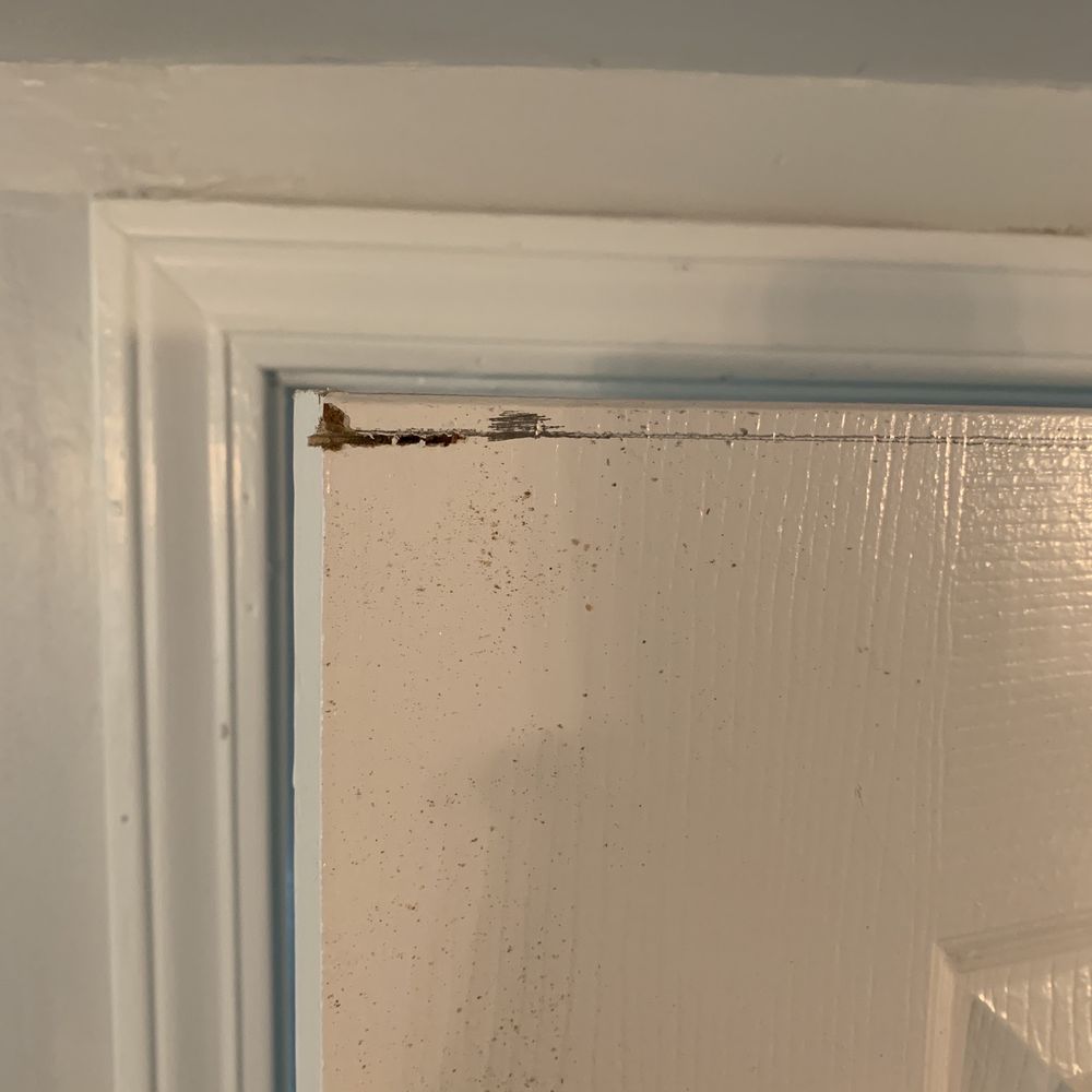 Lumber Liquidators - Cut door. - Building Supplies Near Me - North Olmsted, Ohio