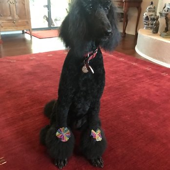 Pet Groomery - Olga and her staff does a great job of grooming and caring for your pet. - Pet Groomers Near Me - Albuquerque, New Mexico Pet Groomery - Olga and her staff does a great job of grooming and caring for your pet. - Pet Groomers Near Me - Albuquerque, New Mexico