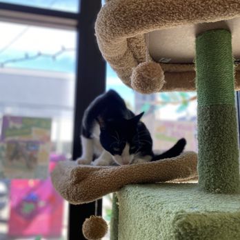 Whiskerwood Haven - Animal Shelters Near Me - San Francisco, California