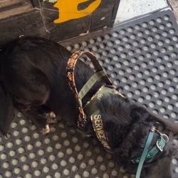 Rings of Fire - My service dog, sitting outside the shop in the heat waiting for my family