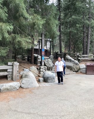 Sequoia National Park's Tunnel Log by null