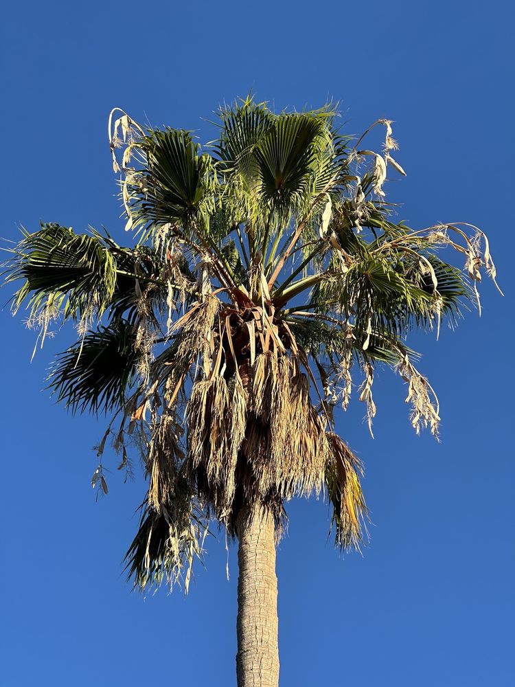 STC Tree Care - tree service in Sacramento, CA