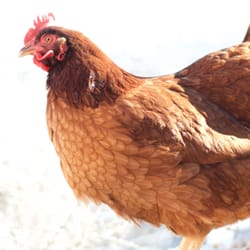 Rancho Gallina