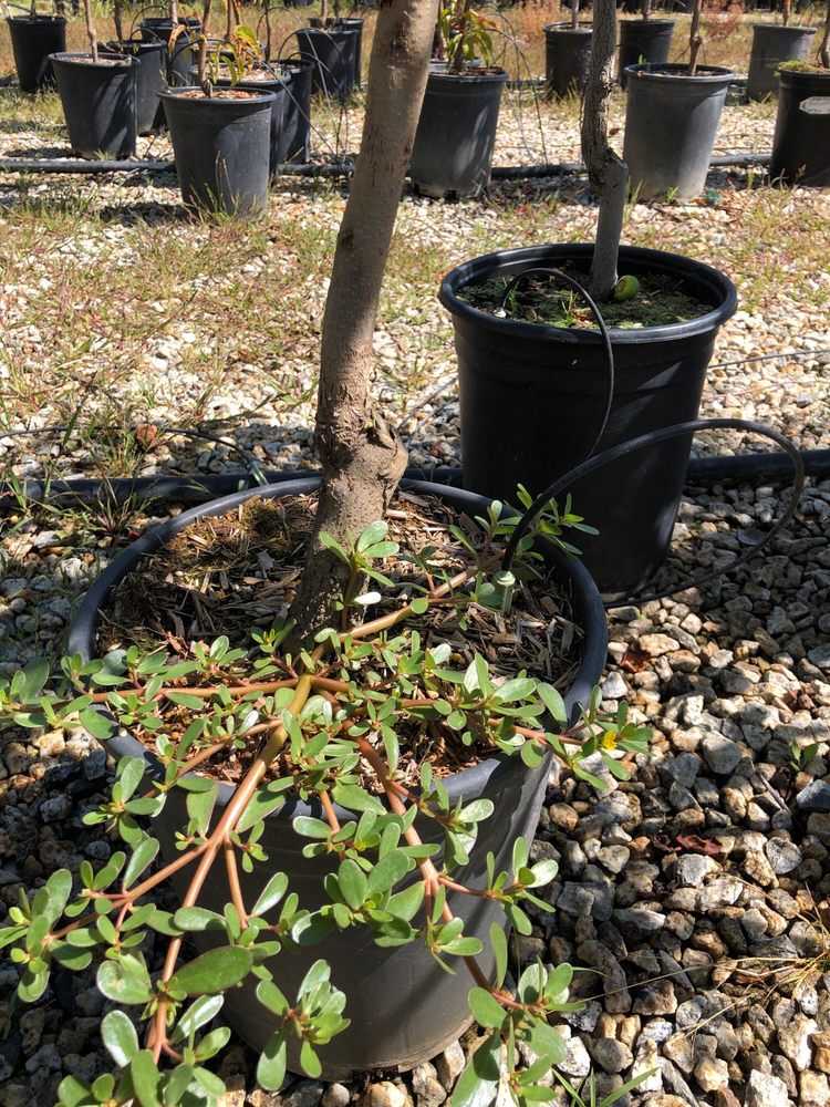 Nurseries & Gardening SUNSHINE GROWERS NURSERY 41 Photos & 64