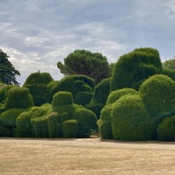 Rockingham Castle - Rockingham Castle gardens  - Elephant hedge