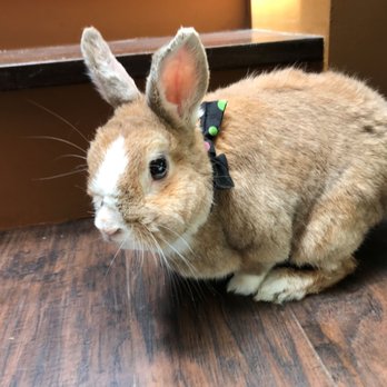 Pasadena Humane - My foster Dexter. - Animal Shelters Near Me - Pasadena, California