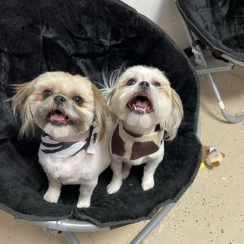 Paw Passion - Pet Groomers Near Me - Sierra Vista, Arizona Paw Passion - Pet Groomers Near Me - Sierra Vista, Arizona