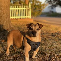 Central Hospital For Animals - Rocky, Star Patient of Central Hospital For Animals - Herrin