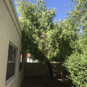 Bassett Tree Service - Bottle tree before - Tree Services Near Me - Mesa, Arizona Bassett Tree Service - Bottle tree before - Tree Services Near Me - Mesa, Arizona