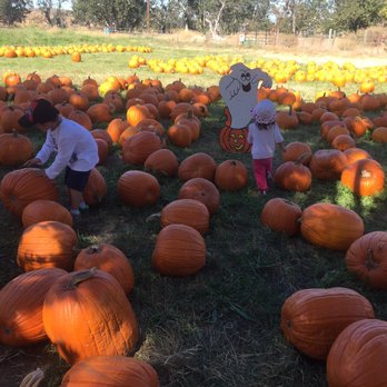 Joan's Farm & Pumpkin Patch - So many to choose from! . - Pumpkin Patches Near Me - Livermore, California
