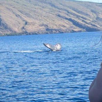 Pacific Whale Foundation - Community Service/Non-Profit Near Me - Wailuku, Hawaii Pacific Whale Foundation - Community Service/Non-Profit Near Me - Wailuku, Hawaii