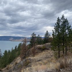 Kalamalka Lake Provincial Park - Remains of some burnt trees