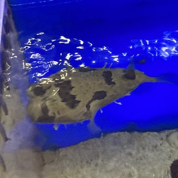 Max Reef Aquatics - Puffer fish - Aquarium Services Near Me - Bridgeport, Connecticut