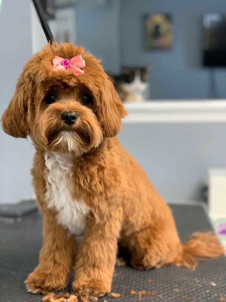 BONE JOUR CAGE FREE DOG GROOMING & DAYCARE Updated October 2024 55