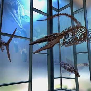 Witte Museum - Dinosaurs - Museums Near Me - San Antonio, Texas Witte Museum - Dinosaurs - Museums Near Me - San Antonio, Texas