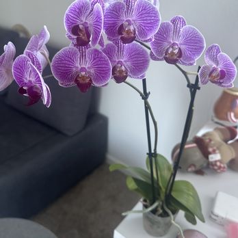 Phuong Nam Plants - An orchid - Nurseries & Gardening Near Me - San Jose, California