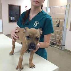 Rothman Animal Hospital